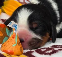 Hershey Kiss, a male Cavalier King Charles Spaniel for sale in Lancaster, OH – 4 of 8