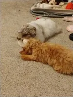 Mia Jewels , a female Cavapoo for sale in Lancaster, OH – 4 of 4