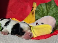 Bouncy Banana , a male Cavalier King Charles Spaniel for sale in Lancaster, OH – 7 of 9