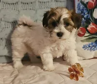 Valerie , a female Poodle - Miniature  and Bichpoo for sale in Lancaster, OH – 7 of 9
