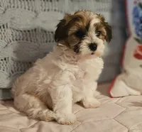 Valerie , a female Poodle - Miniature  and Bichpoo for sale in Lancaster, OH – 4 of 9