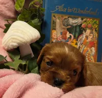 Alice in Wonderland , a female Cavalier King Charles Spaniel for sale in Lancaster, OH – 9 of 10