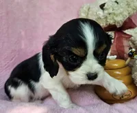 Honey Bear AKC, chocolate carrier, Embark tested, a female Cavalier King Charles Spaniel for sale in Lancaster, OH – 8 of 8