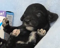 Blueberry Muffin hypoallergenic , a female Cockapoo and Bichpoo for sale in Lancaster, OH – 4 of 9