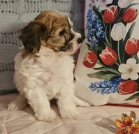 Valerie , a female Poodle - Miniature  and Bichpoo for sale in Lancaster, OH – 8 of 9