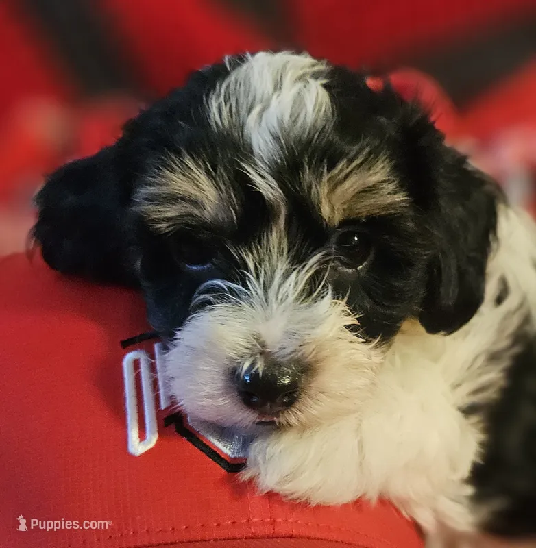 Victor  – Poodle - Miniature , Bichpoo puppy for sale in Lancaster, OH