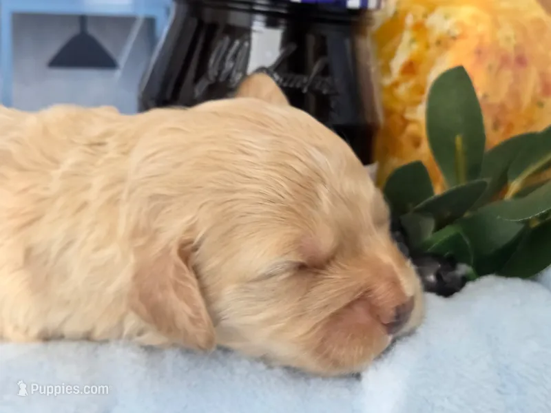 Blueberry Biscuit – Cockapoo, Bichpoo puppy for sale in Lancaster, OH