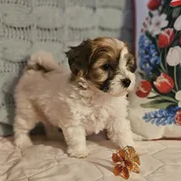 Valerie , a female Poodle - Miniature  and Bichpoo for sale in Lancaster, OH – 5 of 9