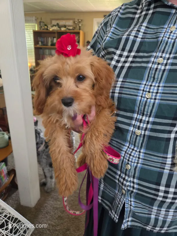 Mia Jewels  – Cavapoo puppy for sale in Lancaster, OH