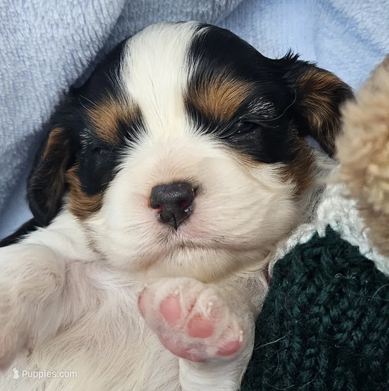Boyds Bear akc  – Cavalier King Charles Spaniel puppy for sale in Lancaster, OH