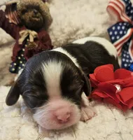 Liberty Bell, a female Cavalier King Charles Spaniel for sale in Lancaster, OH – 4 of 10