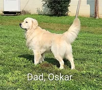Trooper ACA, a male Golden Retriever and English Cream Golden Retriever for sale in Lancaster, OH – 2 of 3