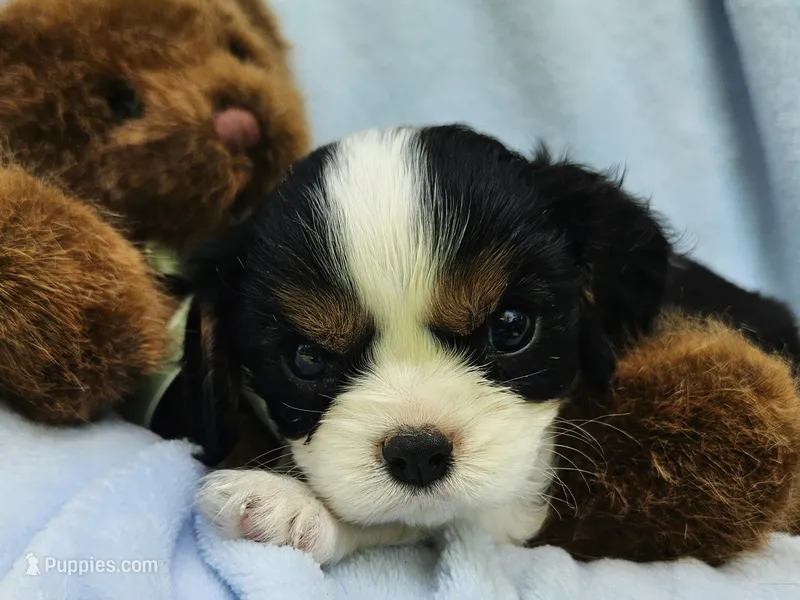 Teddy Bear akc – Cavalier King Charles Spaniel puppy for sale in Lancaster, OH