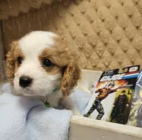 G I Joe, a male Cavalier King Charles Spaniel and Cavachon for sale in Lancaster, OH – 3 of 10