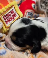 Oscar Meyer , a male Cavalier King Charles Spaniel and Miniature Dachshund for sale in Lancaster, OH – 8 of 10