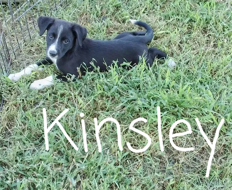 Kinsley  – German Shepherd Dog, Labradoodle puppy for sale in Lancaster, OH