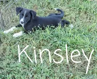 Kinsley , a female German Shepherd Dog and Labradoodle for sale in Lancaster, OH – 1 of 3
