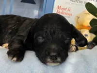 Blueberry Muffin hypoallergenic , a female Cockapoo and Bichpoo for sale in Lancaster, OH – 5 of 9