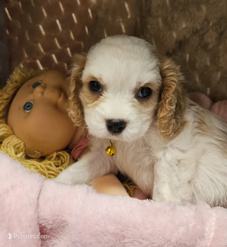 Cabbage Patch – Cavalier King Charles Spaniel, Cavachon puppy for sale in Lancaster, OH