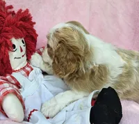 Raggedy Anne , a female Cavalier King Charles Spaniel and Cavachon for sale in Lancaster, OH – 10 of 10