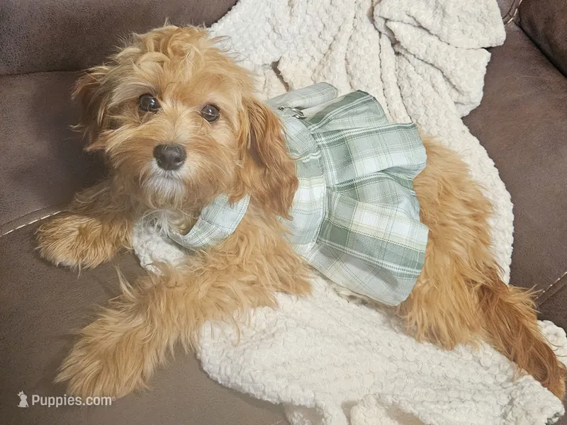 Mia Jewels / House Trained  – Cavapoo puppy for sale in Lancaster, OH