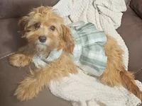 Mia Jewels / House Trained , a female Cavapoo for sale in Lancaster, OH – 1 of 9