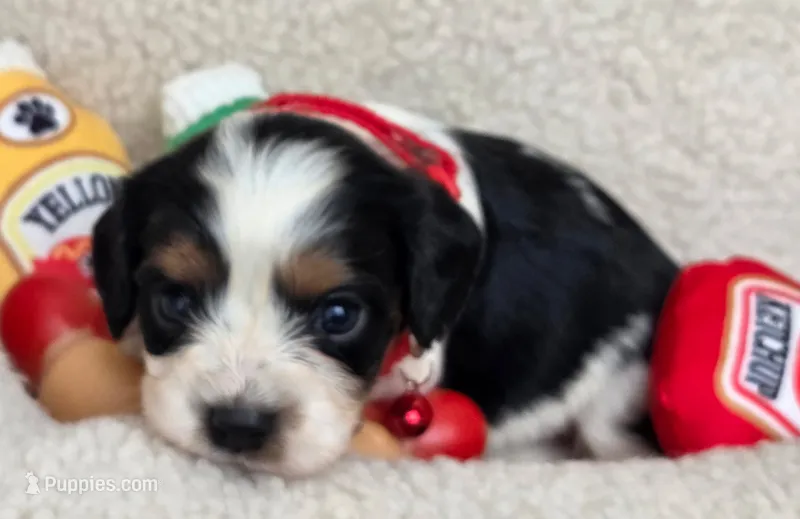 Corndog – Cavalier King Charles Spaniel, Miniature Dachshund puppy for sale in Lancaster, OH
