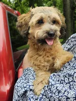 Tilly, a female Shihpoo for sale in Lancaster, OH – 3 of 8