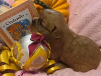 Cinderella akc, a female Cavalier King Charles Spaniel for sale in Lancaster, OH – 3 of 10