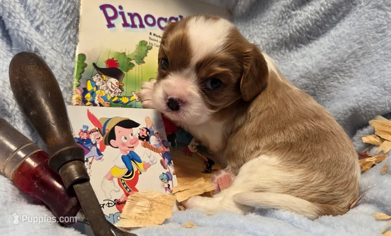 Pinocchio akc – Cavalier King Charles Spaniel puppy for sale in Lancaster, OH