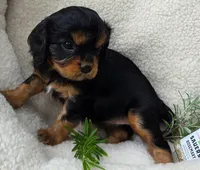 Rosemary , a female Cavalier King Charles Spaniel for sale in Lancaster, OH – 9 of 10