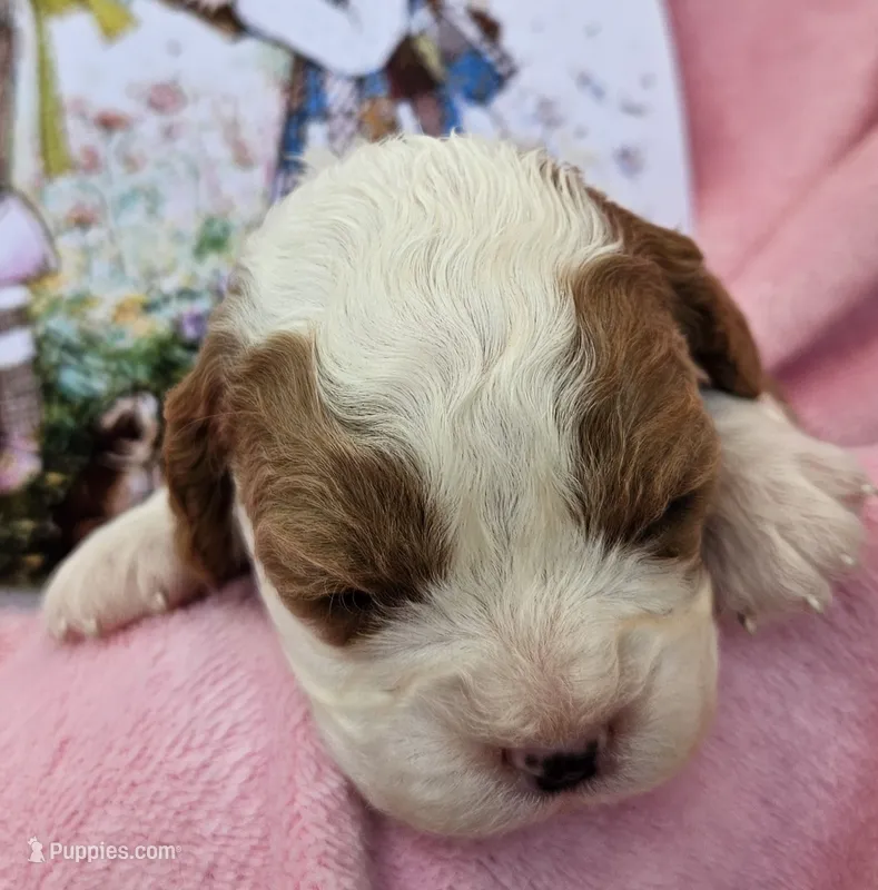 Holly Hobby  – Cavalier King Charles Spaniel, Cavachon puppy for sale in Lancaster, OH