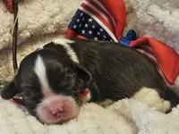 Firecracker , a male Cavalier King Charles Spaniel for sale in Lancaster, OH – 5 of 10