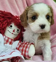 Raggedy Anne , a female Cavalier King Charles Spaniel and Cavachon for sale in Lancaster, OH – 9 of 10