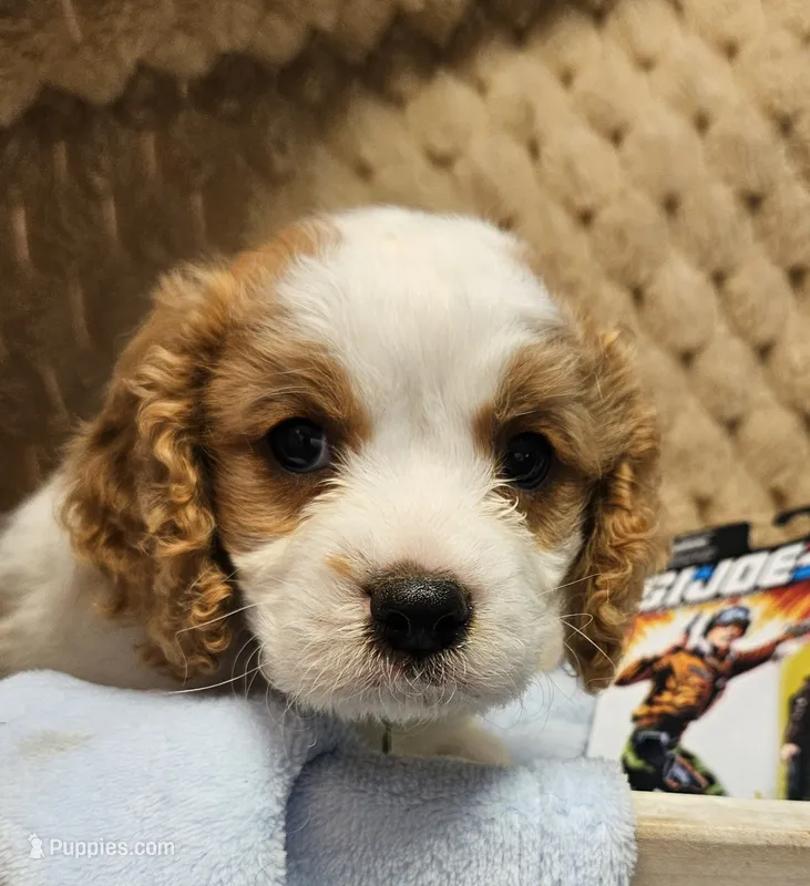 G I Joe – Cavalier King Charles Spaniel, Cavachon puppy for sale in Lancaster, OH