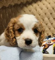 G I Joe, a male Cavalier King Charles Spaniel and Cavachon for sale in Lancaster, OH – 1 of 10