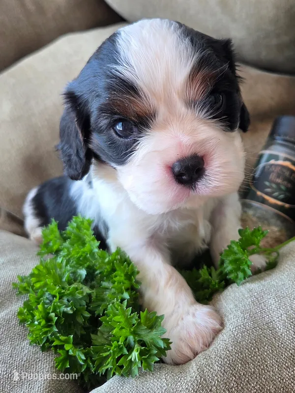 Parsley  – Cavalier King Charles Spaniel puppy for sale in Lancaster, OH