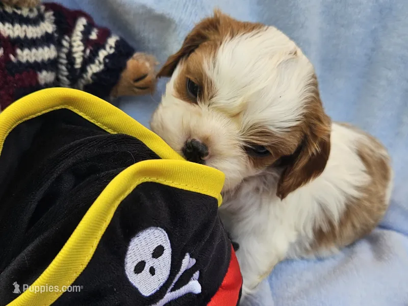 Pirate AKC  – Cavalier King Charles Spaniel puppy for sale in Lancaster, OH