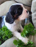 Parsley , a male Cavalier King Charles Spaniel for sale in Lancaster, OH – 4 of 8