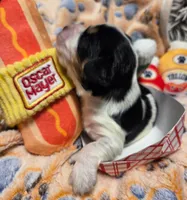 Oscar Meyer , a male Cavalier King Charles Spaniel and Miniature Dachshund for sale in Lancaster, OH – 4 of 10