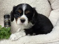 Parsley AKC chocolate carrier , a male Cavalier King Charles Spaniel for sale in Lancaster, OH – 6 of 9