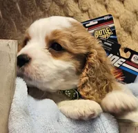 G I Joe, a male Cavalier King Charles Spaniel and Cavachon for sale in Lancaster, OH – 9 of 10