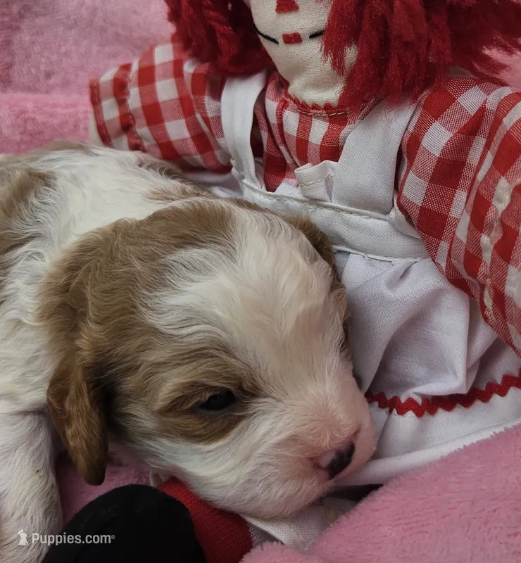 Raggedy Anne  – Cavalier King Charles Spaniel, Cavachon puppy for sale in Lancaster, OH