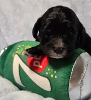 7pup, a male Cavapoo for sale in Lancaster, OH – 2 of 2