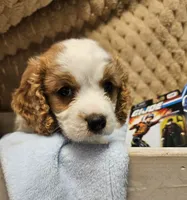 G I Joe, a male Cavalier King Charles Spaniel and Cavachon for sale in Lancaster, OH – 6 of 10