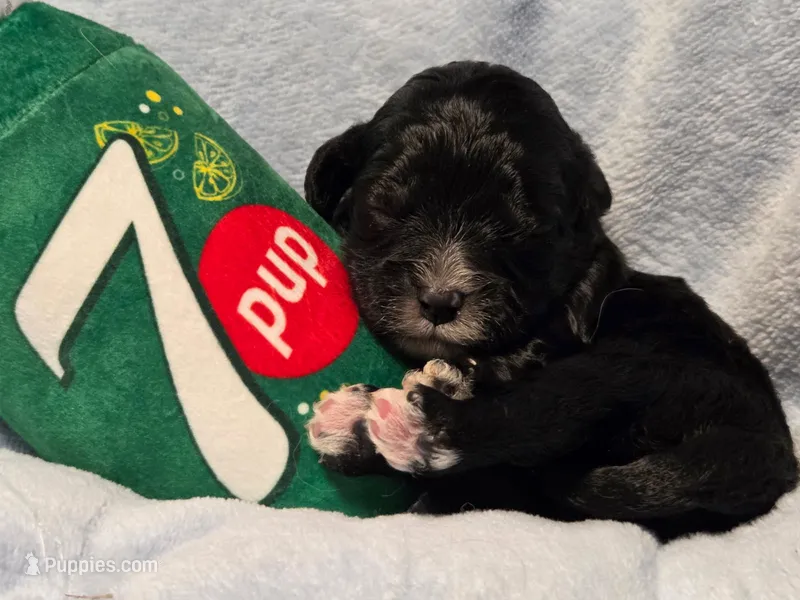 7pup – Cavapoo puppy for sale in Lancaster, OH