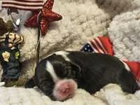 Firecracker , a male Cavalier King Charles Spaniel for sale in Lancaster, OH – 8 of 10