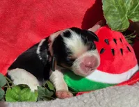 Merry Melon , a male Cavalier King Charles Spaniel for sale in Lancaster, OH – 10 of 10