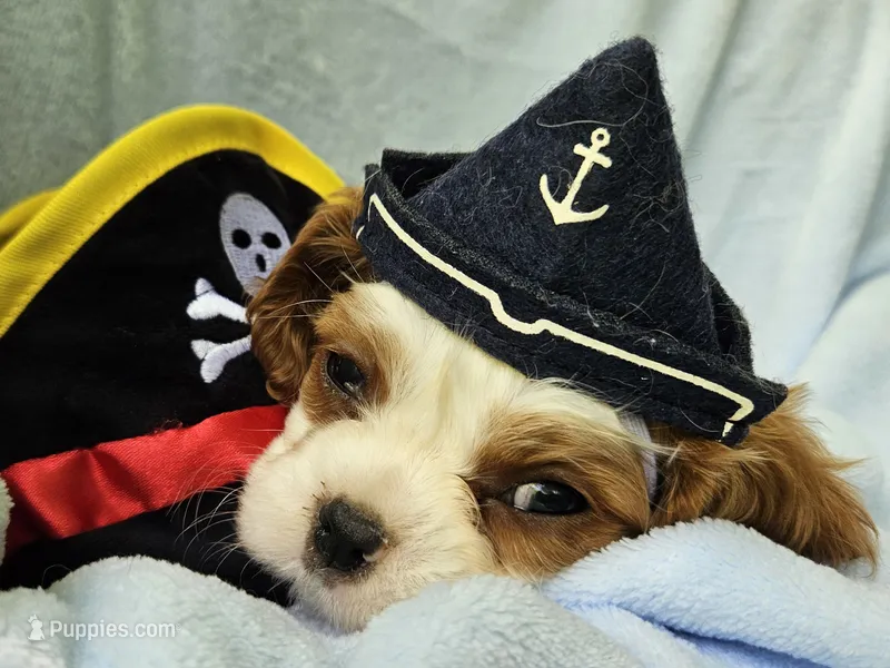 Pirate AKC  – Cavalier King Charles Spaniel puppy for sale in Lancaster, OH
