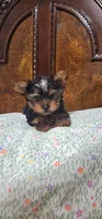 Gurillo-UPDATE, a male Yorkshire Terrier for sale in Ocala, FL – 1 of 1